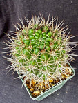 Gymnocalycium horridispinum