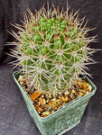 Gymnocalycium horridispinum