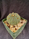 Astrophytum asterias