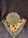 Astrophytum asterias