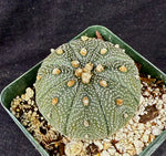 Astrophytum asterias