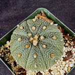 Astrophytum asterias