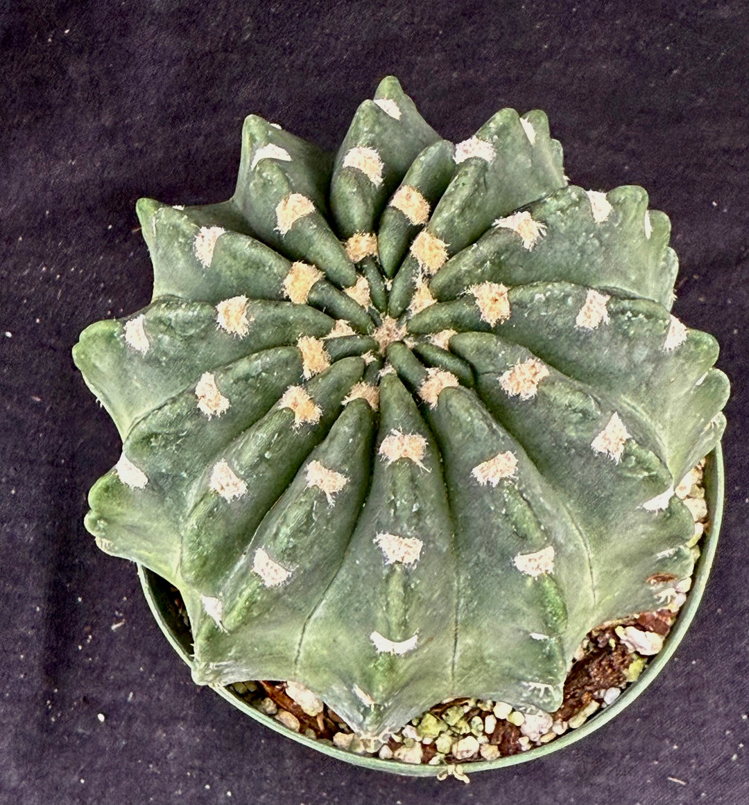 Hoyas – Astrocarpus.com - Online store of unique and rare