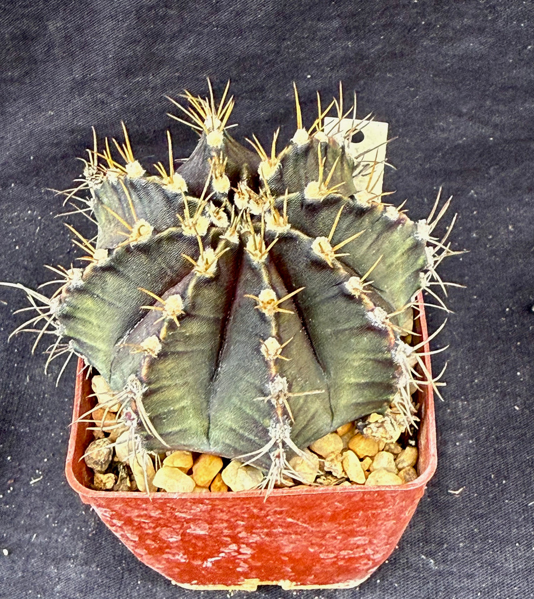 Hoyas – Astrocarpus.com - Online store of unique and rare plants