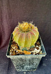 Discocactus horstii