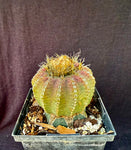 Discocactus horstii