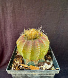 Discocactus horstii