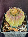 Discocactus horstii