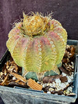 Discocactus horstii