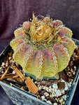 Discocactus horstii