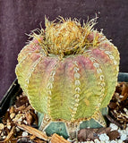 Discocactus horstii