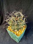 Astrophytum capricorne v. cassispinoides