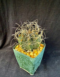 Astrophytum capricorne v. cassispinoides