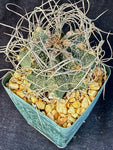 Astrophytum capricorne v. cassispinoides