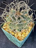 Astrophytum capricorne v. cassispinoides