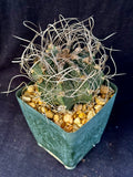 Astrophytum capricorne v. cassispinoides