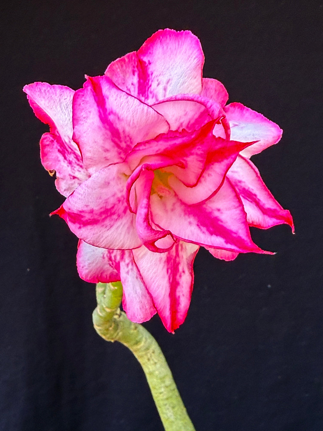 Desert Roses – Astrocarpus.com - Online store of unique and rare