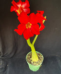 Adenium cv. Black Rubi