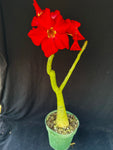 Adenium cv. Black Rubi