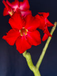 Adenium cv. Black Rubi