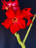 Adenium cv. Black Rubi