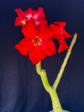 Adenium cv. Black Rubi