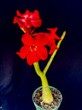 Adenium cv. Black Rubi