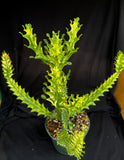 Eupohorbia meyurnathanii f. variegata