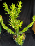 Eupohorbia meyurnathanii f. variegata
