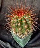 Melocactus diamanthinus, rare, collector plant