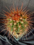 Melocactus diamanthinus, rare, collector plant