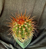 Melocactus diamanthinus, rare, collector plant