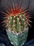 Melocactus diamanthinus, rare, collector plant