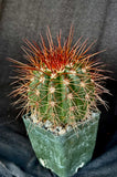 Melocactus diamanthinus, rare, collector plant