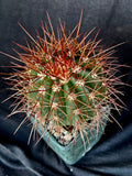 Melocactus diamanthinus, rare, collector plant
