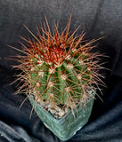 Melocactus diamanthinus, rare, collector plant