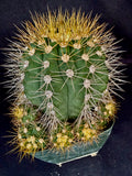 Gymnocalycium chacoense, maturę, collectible plant