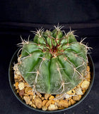 Discocactus crystallophylus, cephalium bearing variety