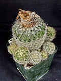 Discocactus araneispinus, cephalium bearing andn rare