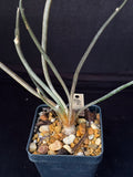 Astrophytum caput-medusae, rare & collector variety