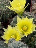 Mammillaria sphaerica
