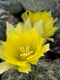 Mammillaria sphaerica