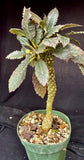 Dorstenia horwoodii