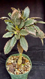 Dorstenia horwoodii