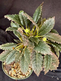 Dorstenia horwoodii
