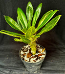Pachypodium lamerei v. ihosii