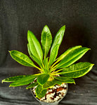 Pachypodium lamerei v. ihosii