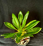 Pachypodium lamerei v. ihosii