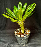 Pachypodium lamerei v. ihosii