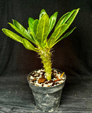 Pachypodium lamerei v. ihosii